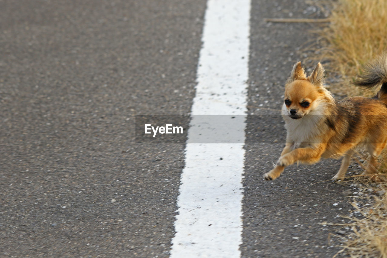 HIGH ANGLE VIEW OF DOGS RUNNING ON ROAD