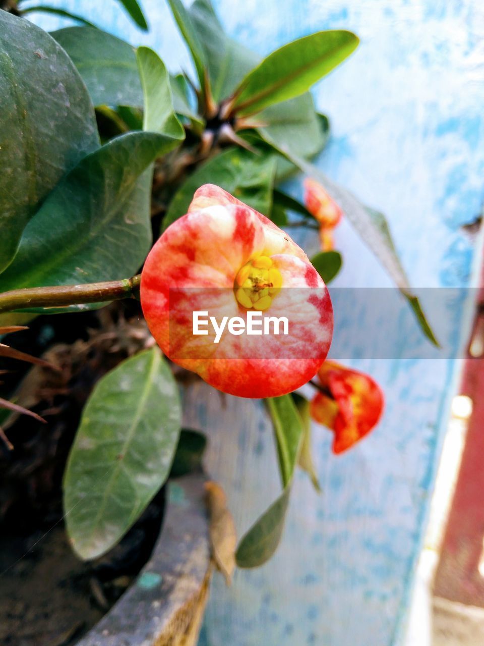 CLOSE-UP OF STRAWBERRY ON TREE