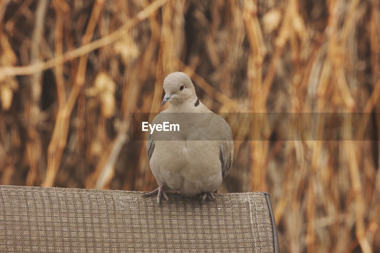 BIRD PERCHING ON RAILING