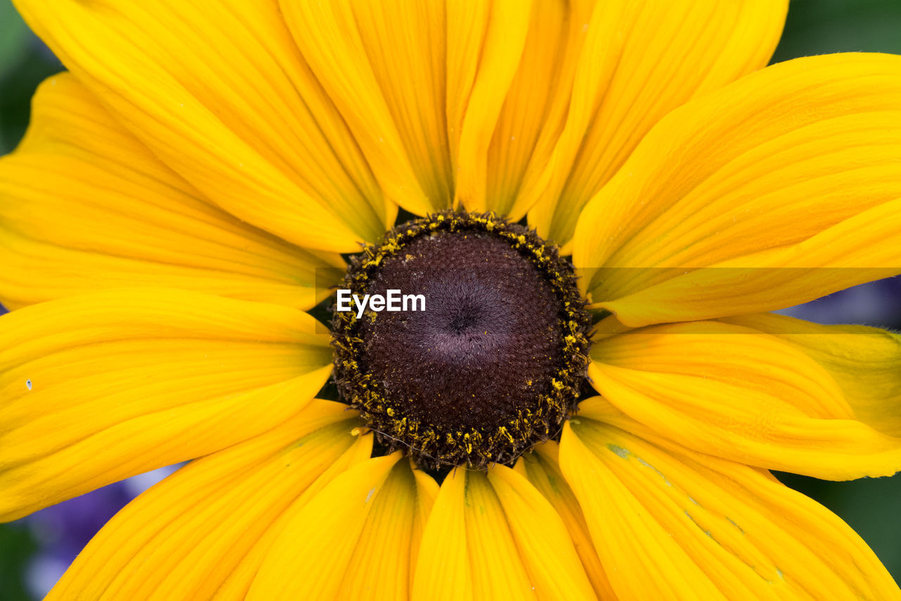 Extreme close-up of sunflower blooming at park