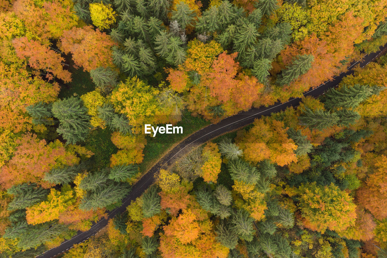 Aerial view of road in forest