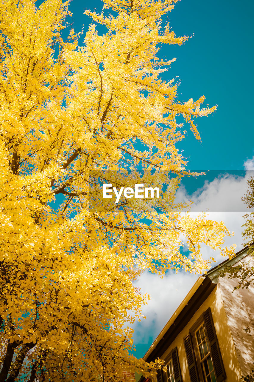LOW ANGLE VIEW OF YELLOW TREE