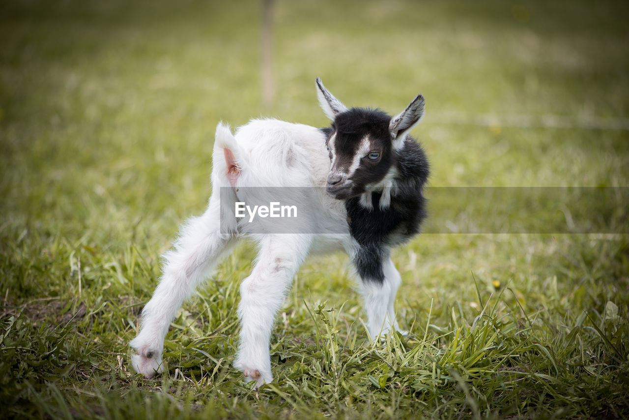 Cute goat kid on green field