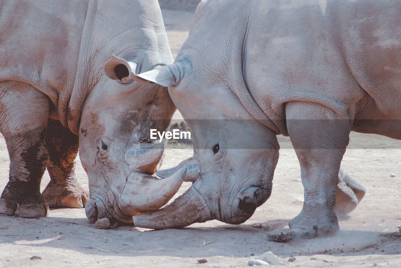 Close-up of rhinoceros