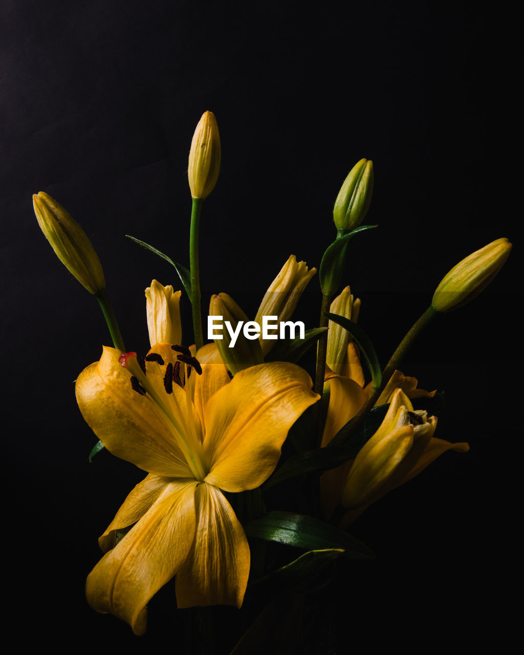 CLOSE-UP OF YELLOW FLOWER AGAINST BLACK BACKGROUND