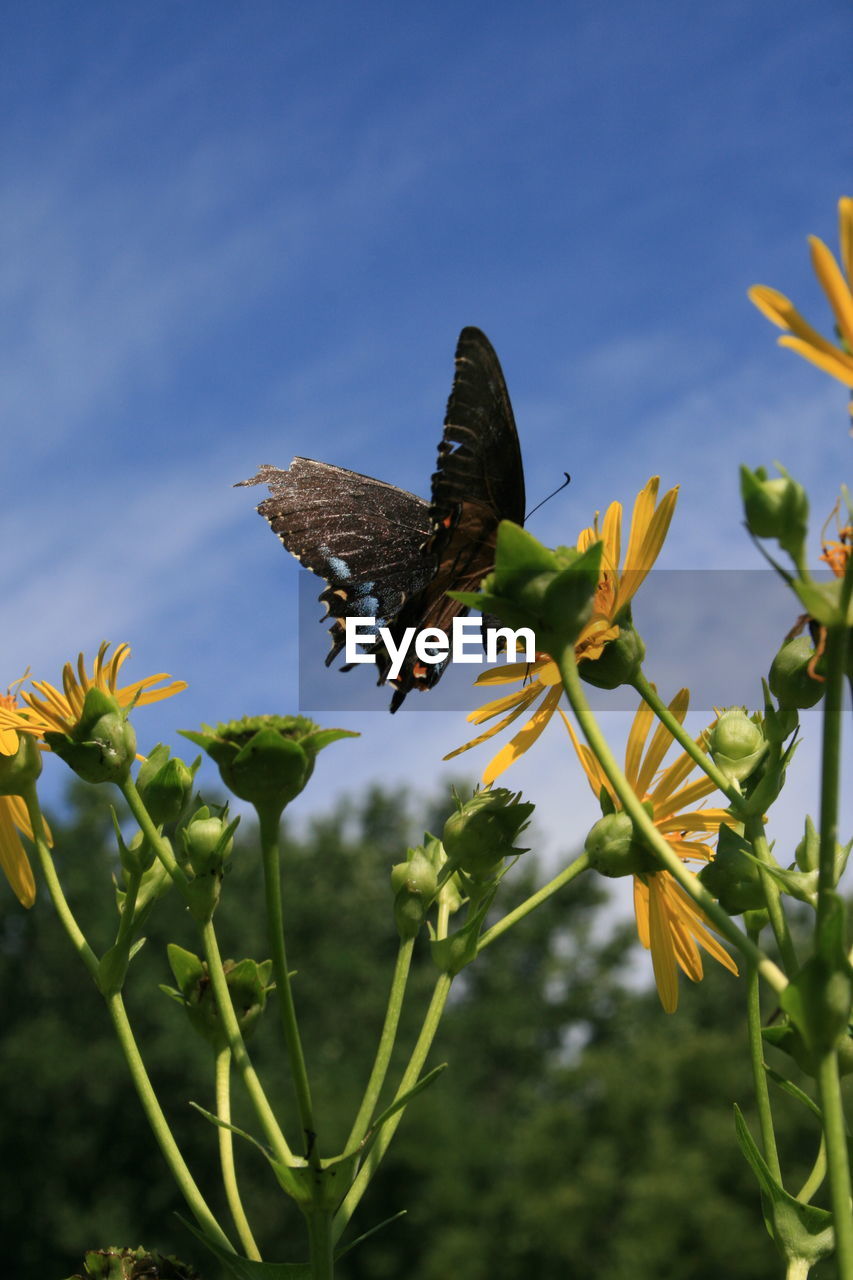 Butterfly pollinating on yellow flowers against sky