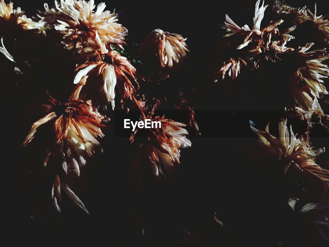 LOW ANGLE VIEW OF TREES AT NIGHT