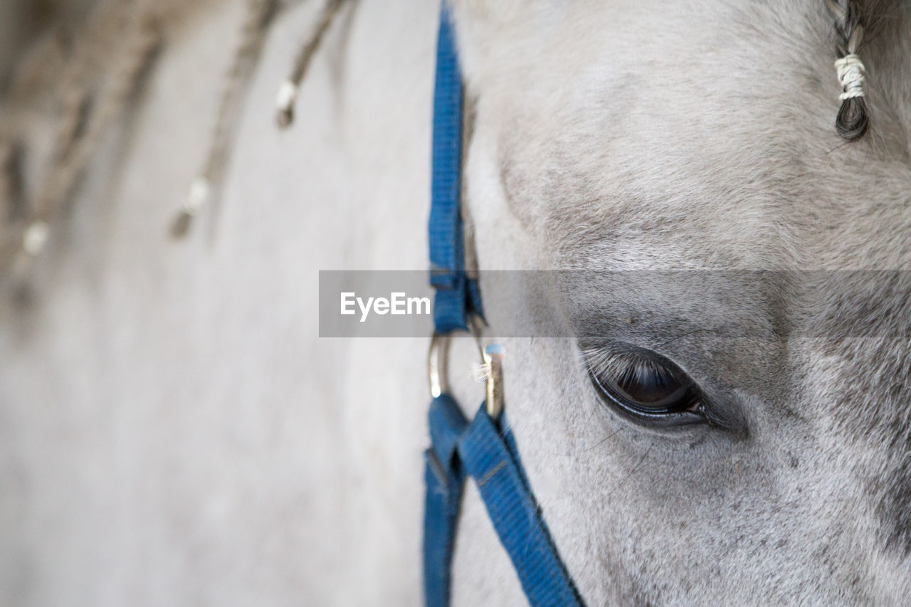 CLOSE-UP OF HORSE EYE