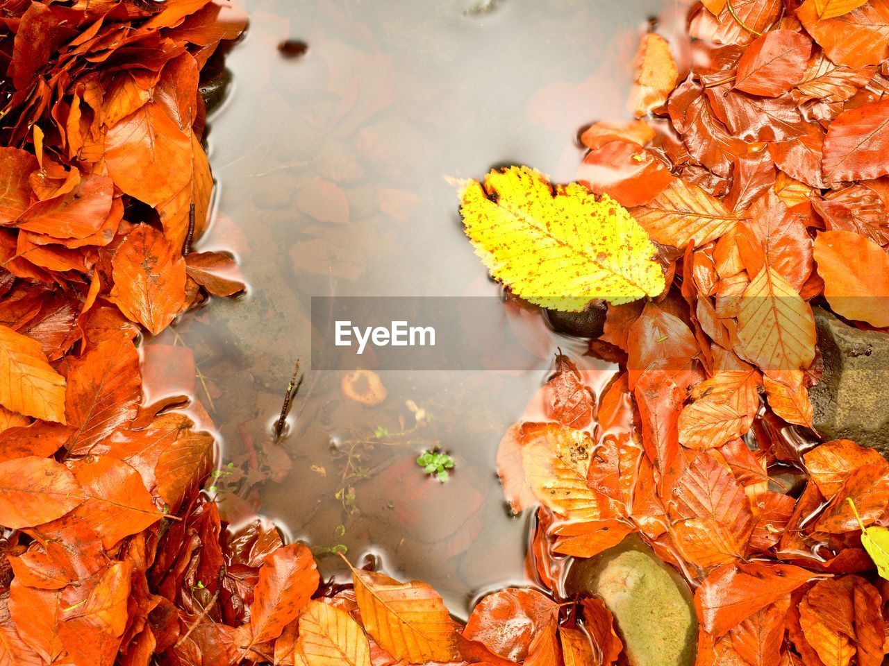 Fallen beech leaves and stones in water of mountain river. autumn colors.  orange rotten leaves 