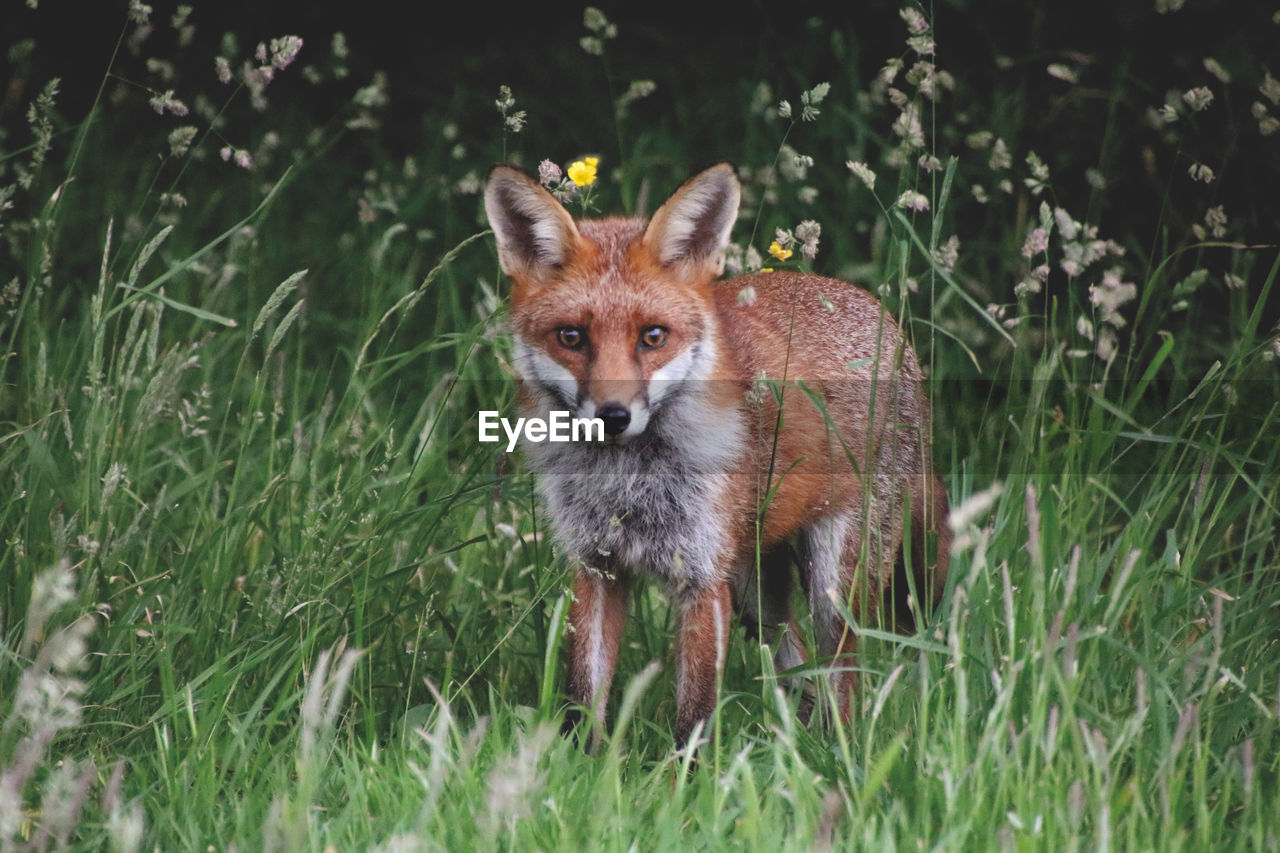 Wild fox in field