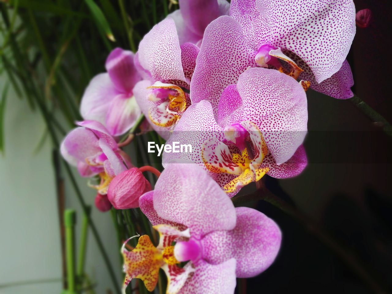 Close-up of pink orchid blooming outdoors