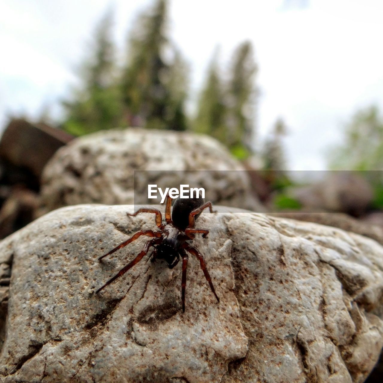 CLOSE-UP OF SPIDER OUTDOORS