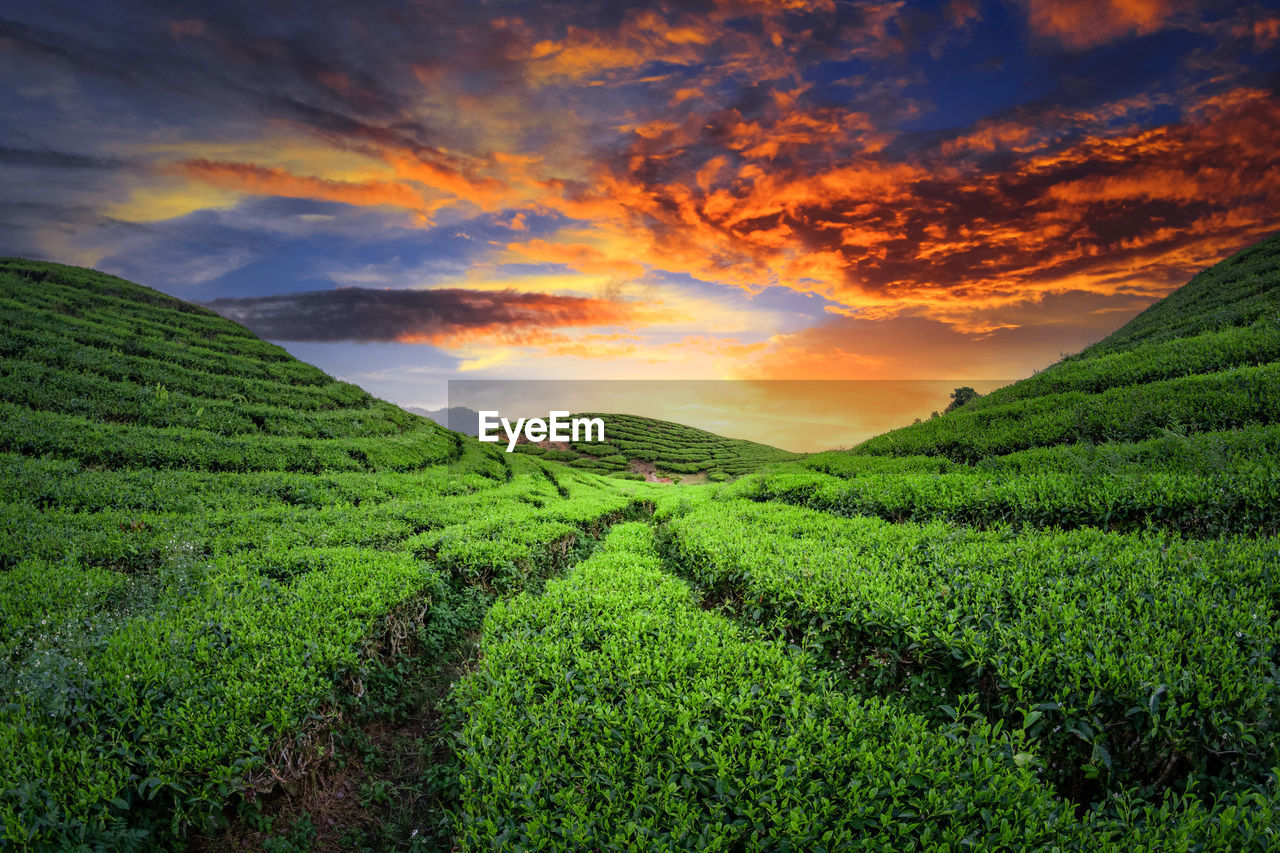 landscape, environment, land, crop, field, scenics - nature, agriculture, sky, tea crop, rural scene, plant, nature, mountain, beauty in nature, sunset, cloud, darjeeling tea, green, farm, valley, social issues, environmental conservation, plantation, sun, growth, travel, grassland, rural area, assam tea, flower, food and drink, tea, tranquility, tree, forest, no people, high up, outdoors, tropical tree, plant part, foliage, tourism, lush foliage, tropical climate, igniting, dramatic sky, multi colored, travel destinations, leaf, sunlight, tranquil scene, plain, summer, green tea, freshness, food, in a row