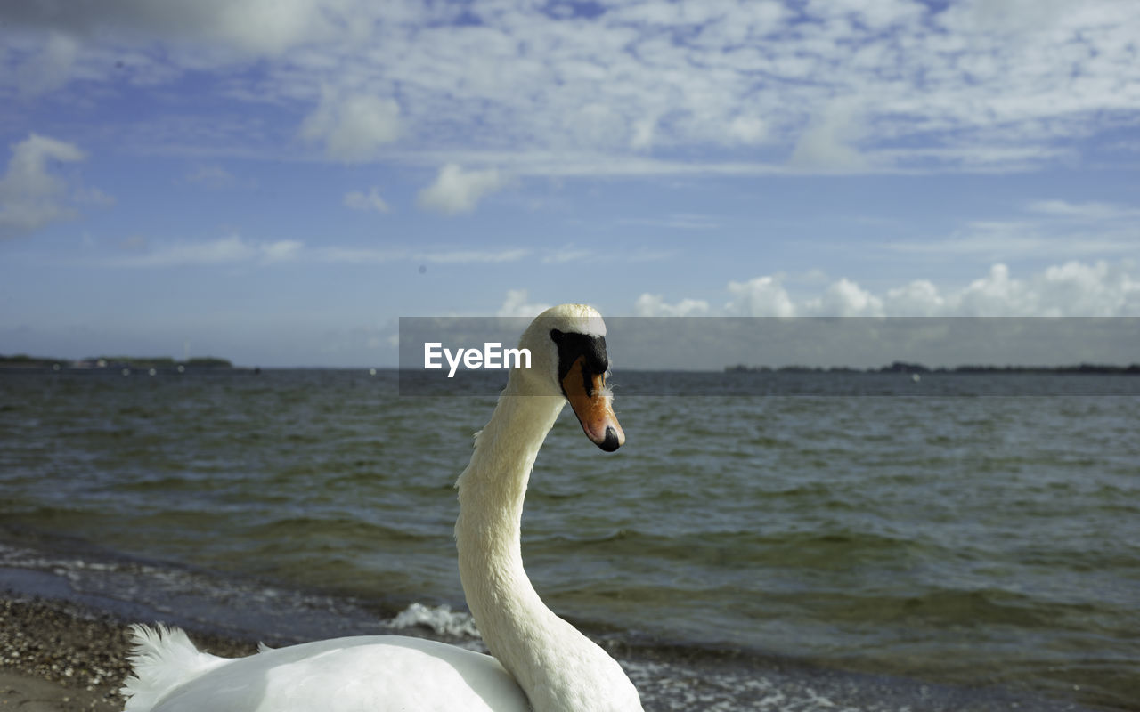 View of swan on sea against sky