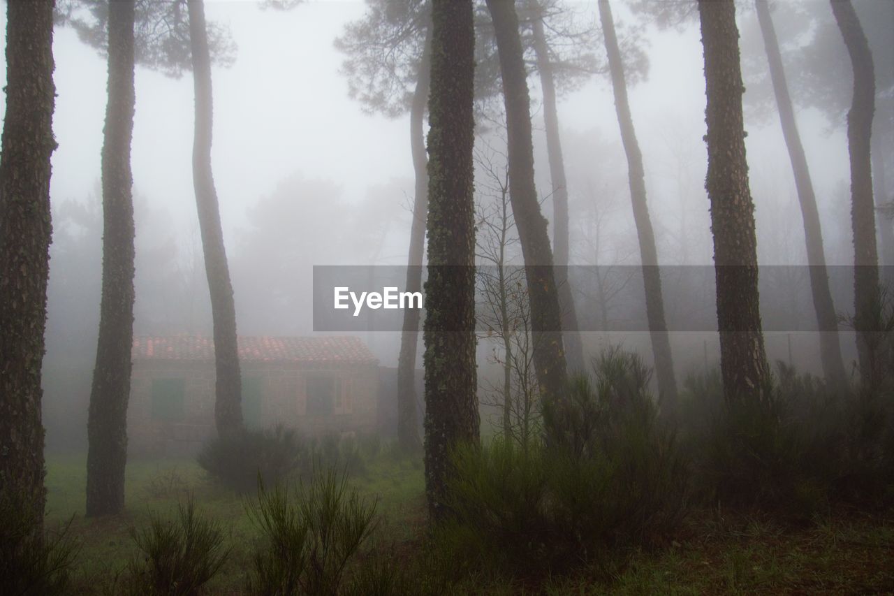 Trees in forest during foggy weather