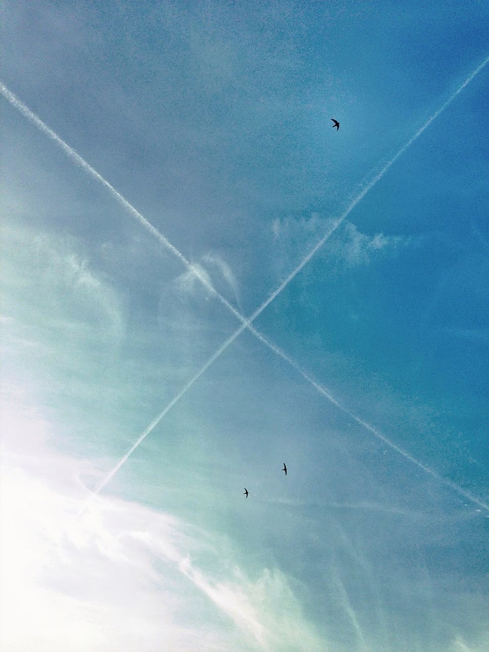 Low angle view of vapor trails and birds in the sky