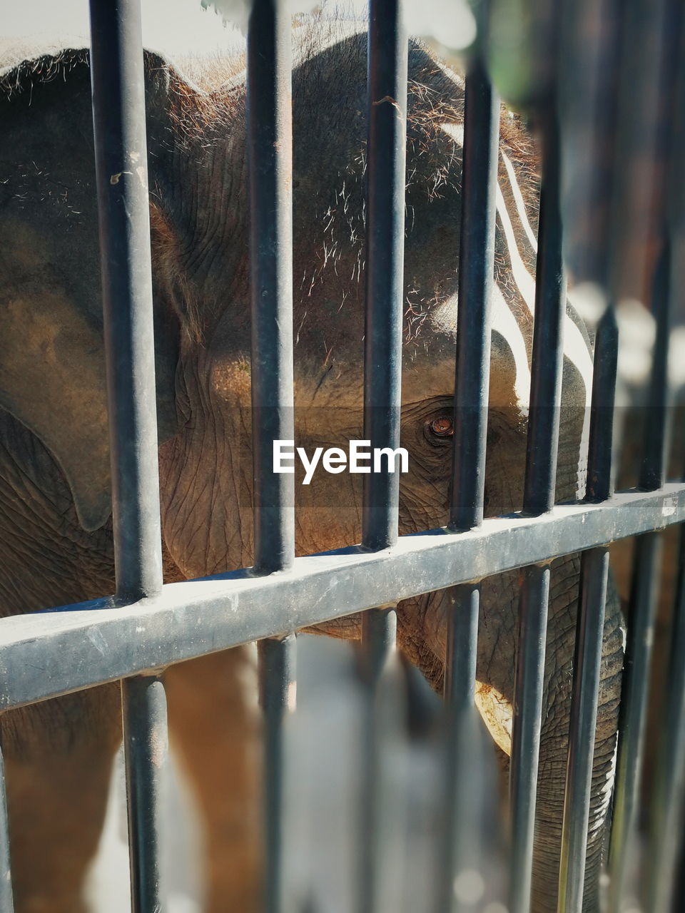 CLOSE-UP OF MONKEYS IN CAGE