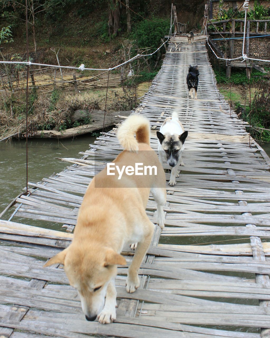 Dogs on footbridge