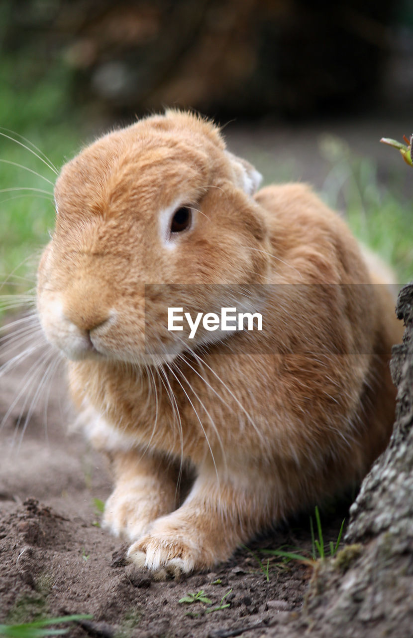 CLOSE-UP OF A RABBIT ON FIELD