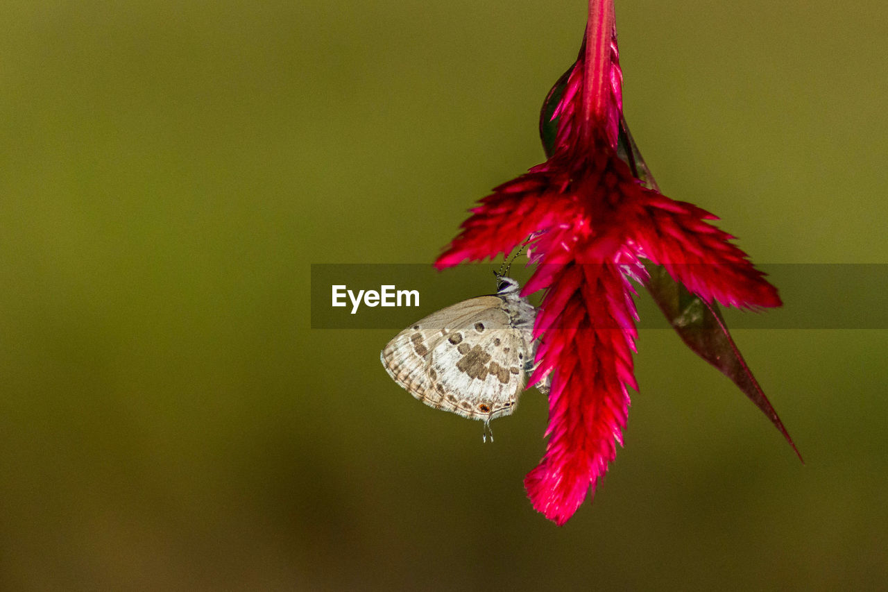 Close-up of butterfly pollinating flower