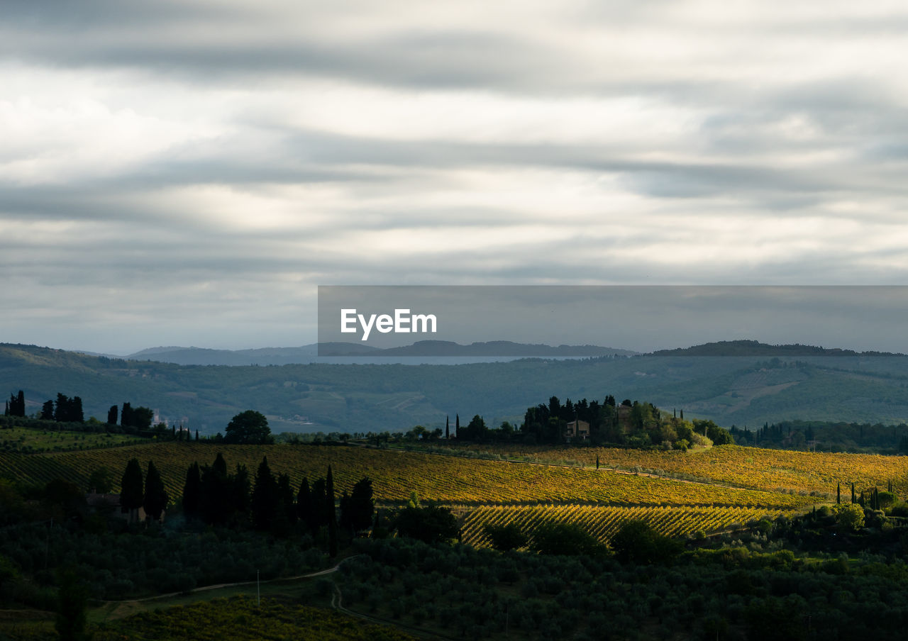 Scenic view of agricultural field against sky