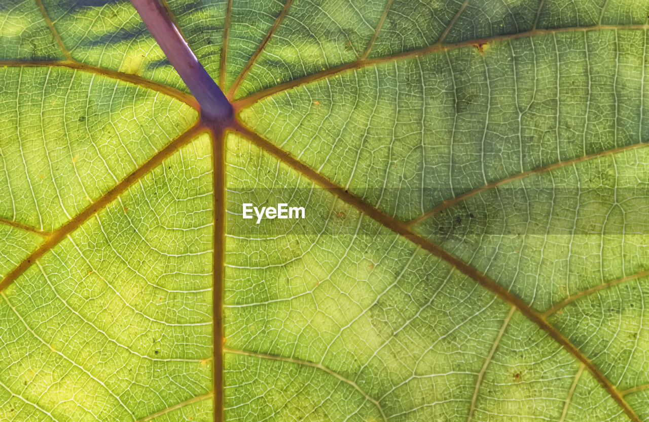 EXTREME CLOSE-UP OF GREEN LEAF