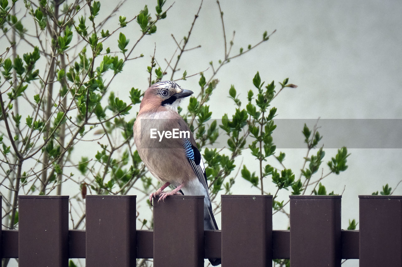 BIRD PERCHING ON A TREE