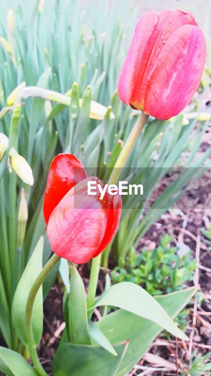 CLOSE-UP OF RED TULIPS BLOOMING IN FIELD