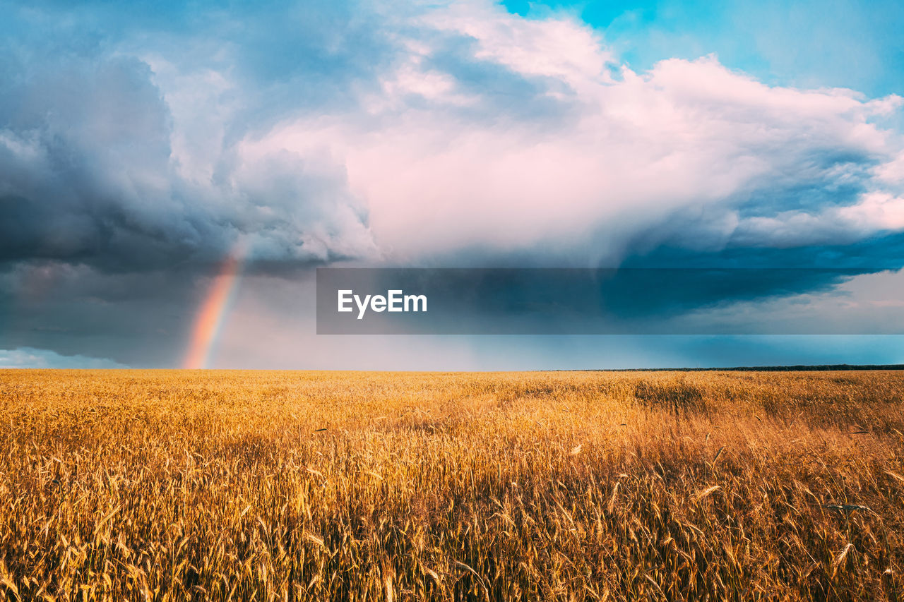 scenic view of field against sky during sunset