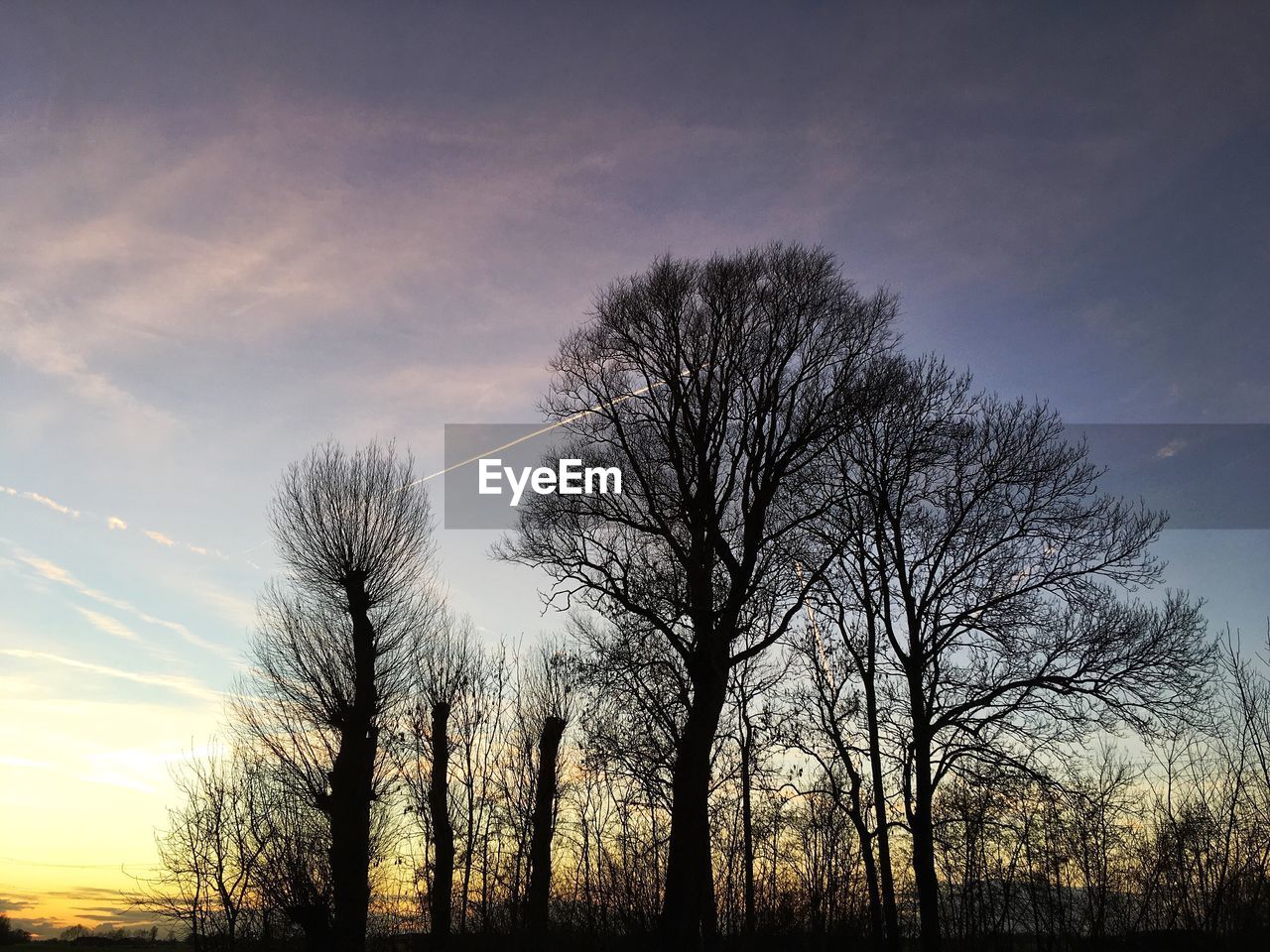 SILHOUETTE BARE TREES ON FIELD AGAINST SKY