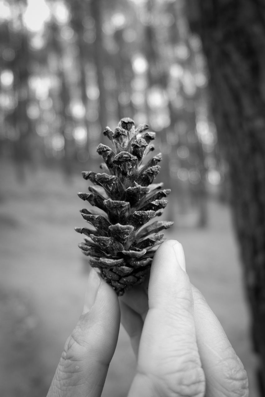 Close-up of hand holding pine cone in forest