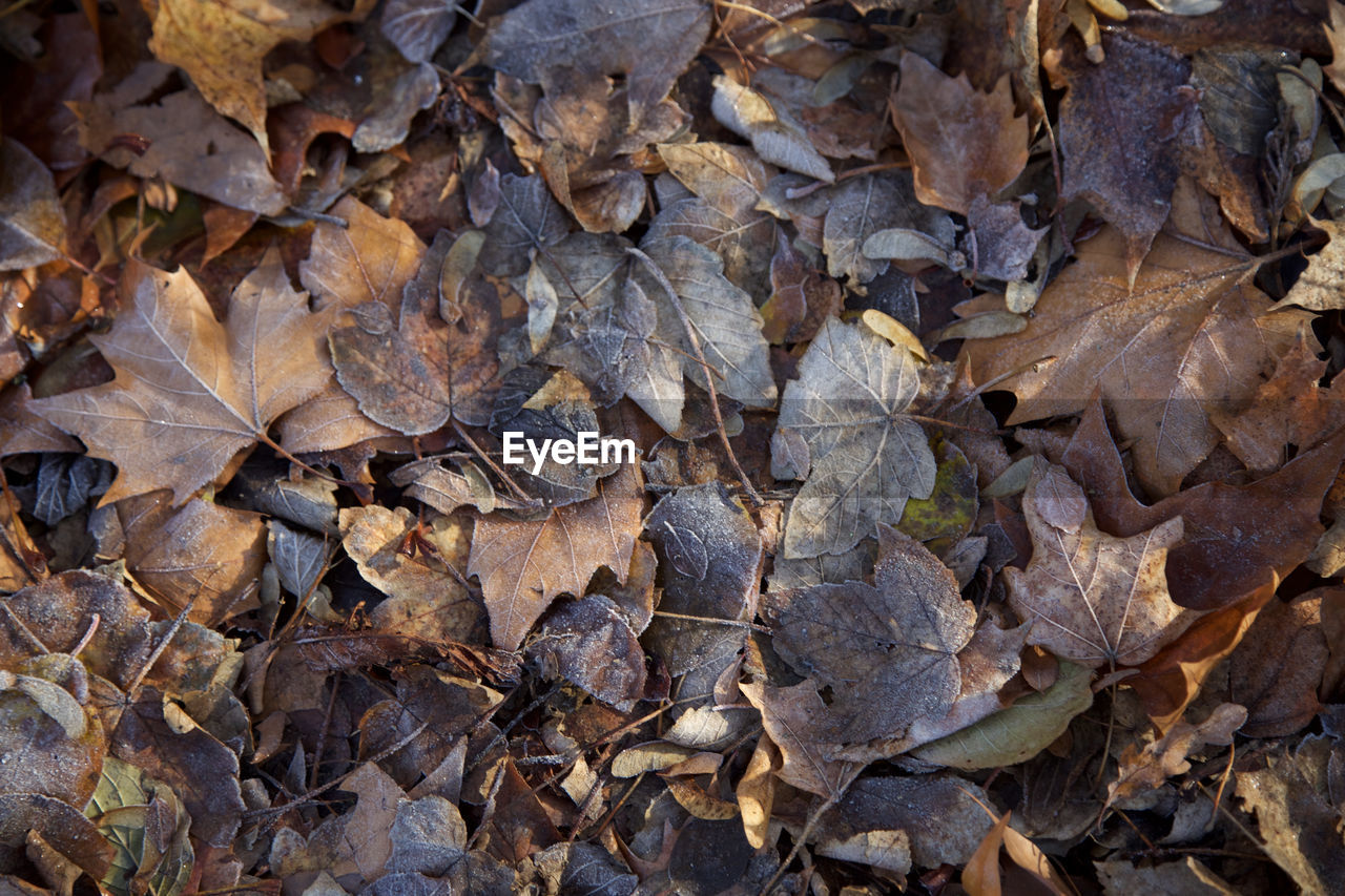 HIGH ANGLE VIEW OF MAPLE LEAVES FALLEN ON LEAF DURING AUTUMN