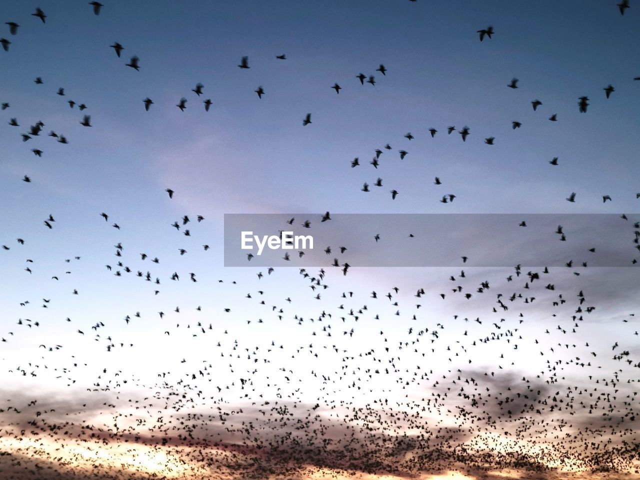 Travelling as dusk sets upon the earth, flocks of birds by the hundreds rise from the fields to soar