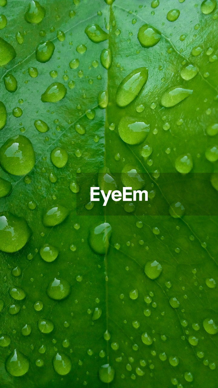 FULL FRAME SHOT OF WET LEAVES