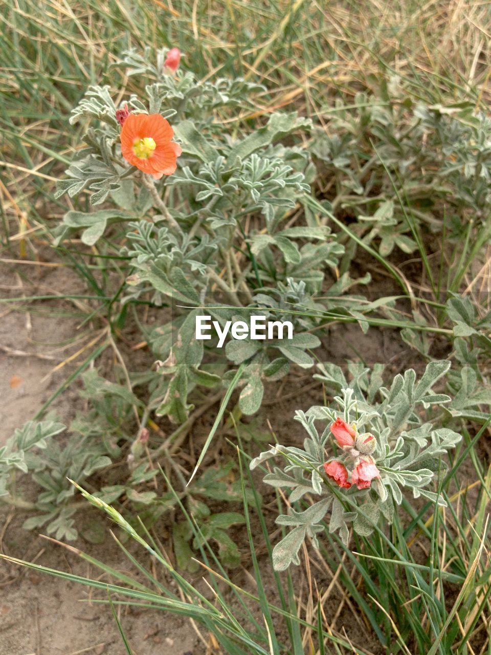 CLOSE-UP OF FLOWERING PLANTS ON FIELD