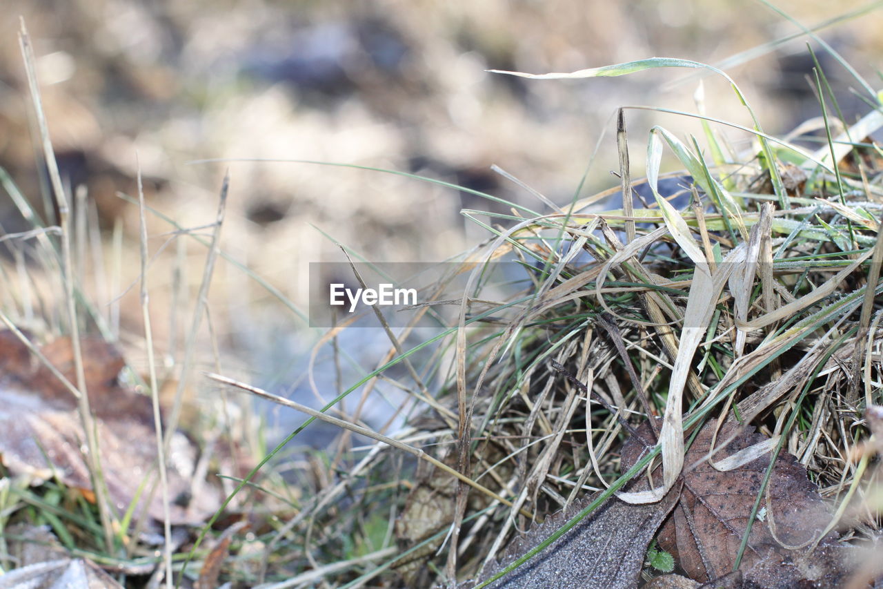 CLOSE-UP OF DRIED PLANTS ON LAND