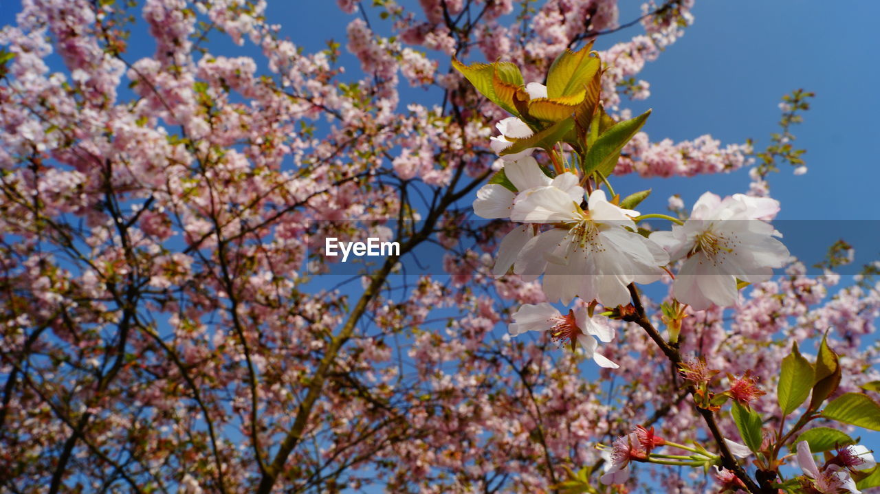 CLOSE-UP OF CHERRY BLOSSOM TREE