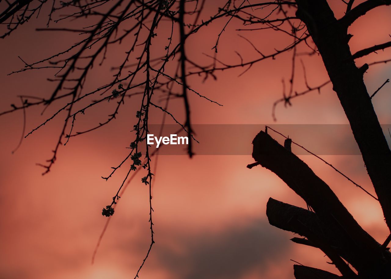 Low angle view of silhouette tree against orange sky