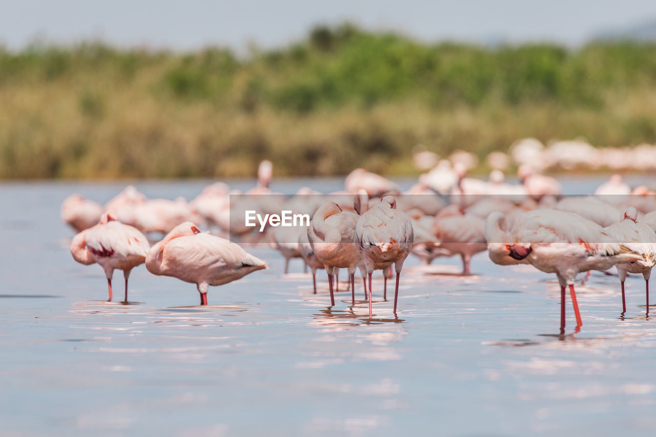 Flamingo on a lake