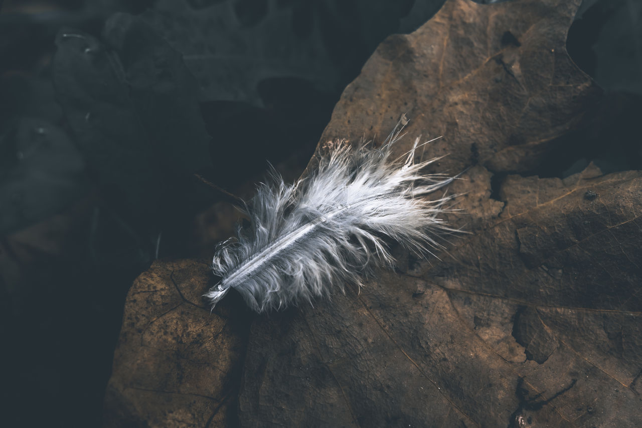 Little white feather on a dry leaf