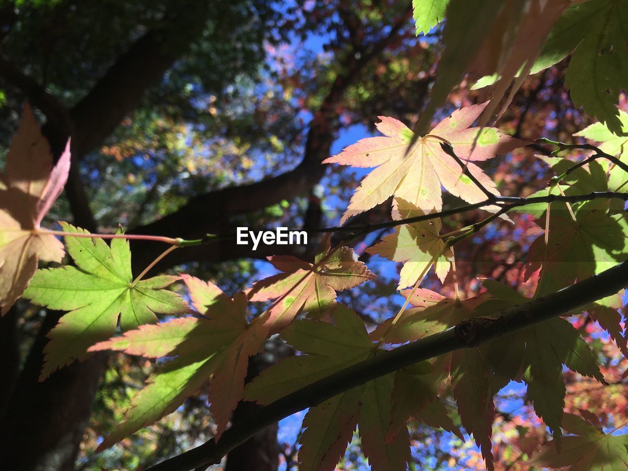 Low angle view of maple leaves on tree