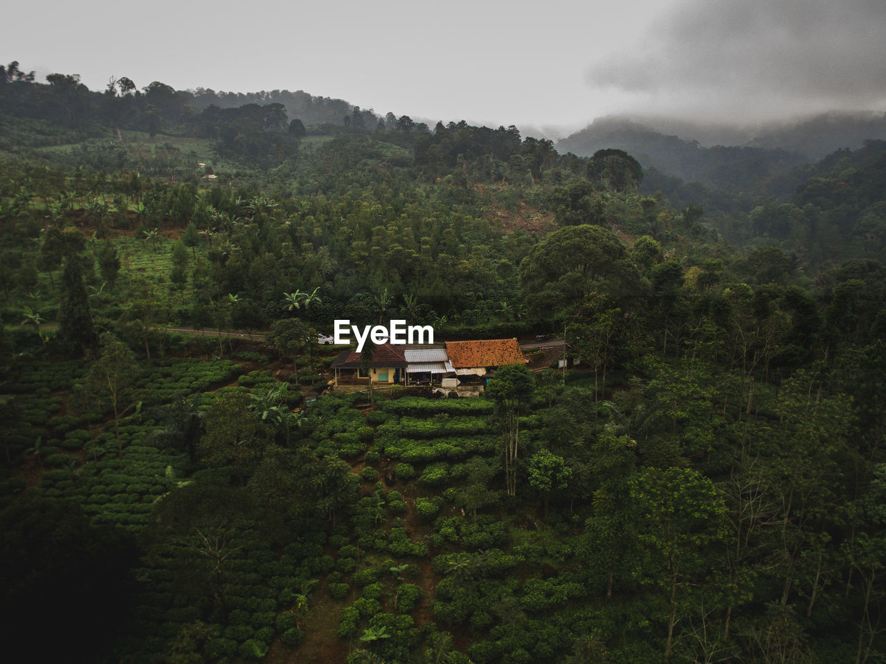 PLANTS AND TREES AND HOUSES AGAINST MOUNTAIN