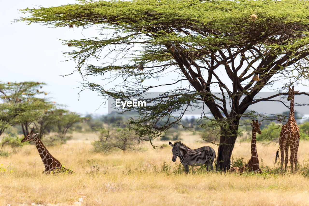 VIEW OF A TREE ON FIELD