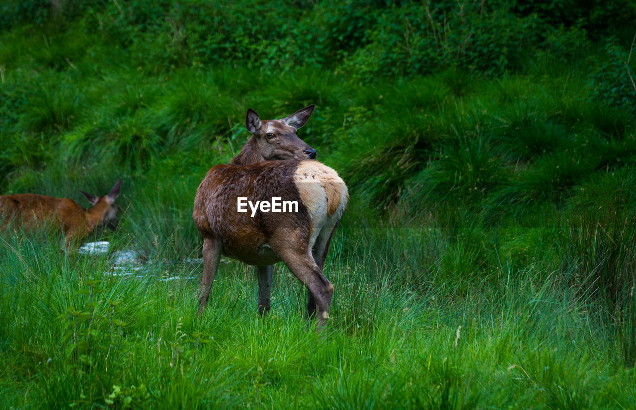 Deer standing on grass