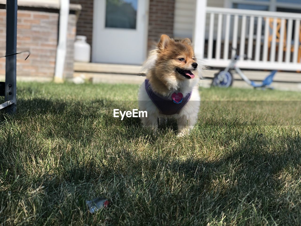 View of dog on field