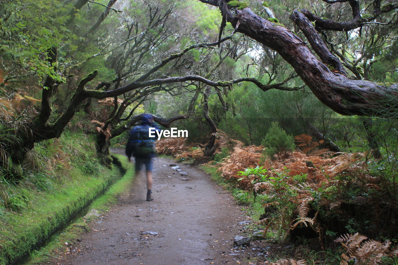 Rear view of person walking on road amidst trees in forest