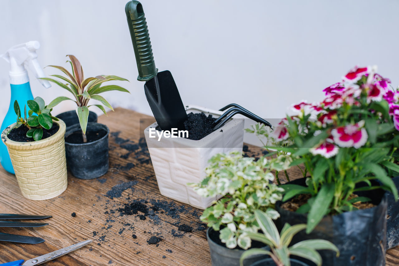 Potted plants on table