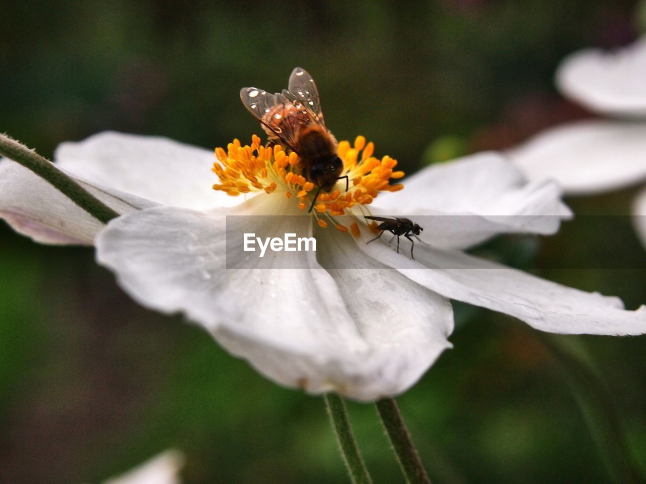 Close-up of insects pollinating fresh white flower