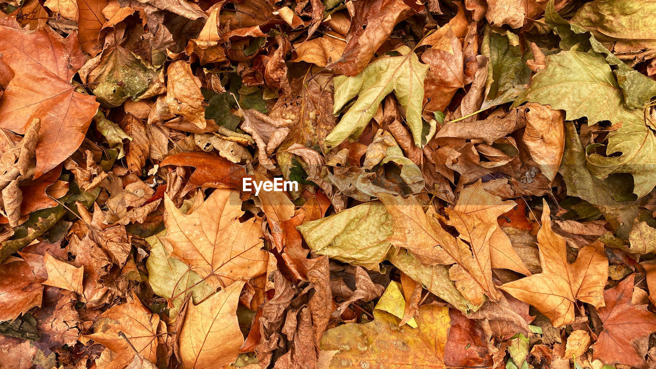 HIGH ANGLE VIEW OF DRIED LEAVES ON FIELD