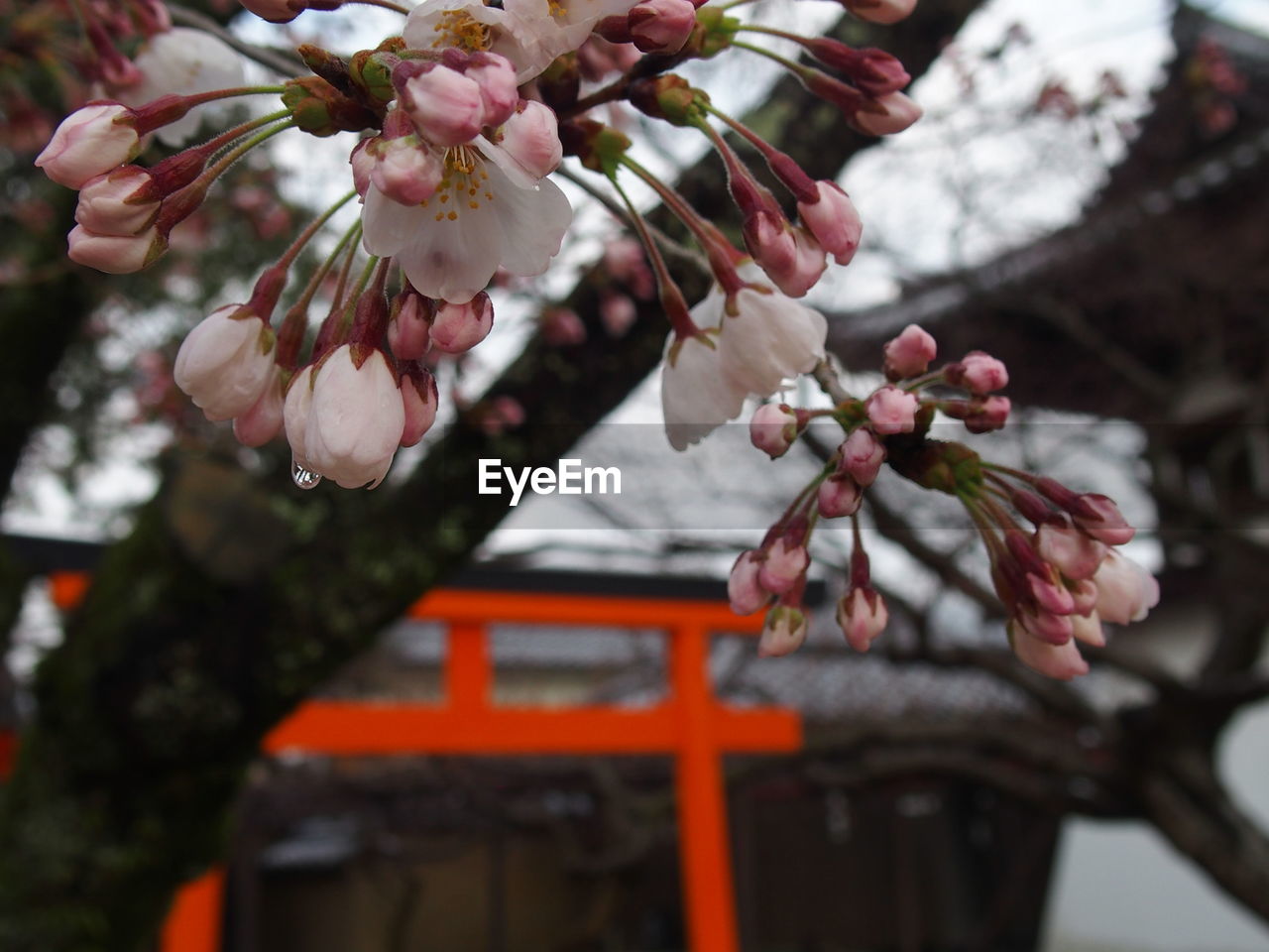 CLOSE-UP OF PINK CHERRY BLOSSOM TREE